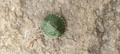 Trachemys scripta elegans
