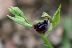 Ophrys sphegodes passionis
