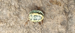 Trachemys scripta elegans