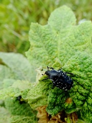 Oxythyrea cinctella
