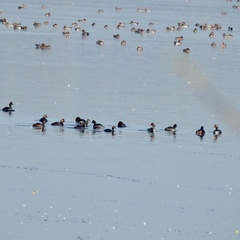 Podiceps nigricollis