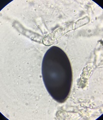 Podospora austrohemisphaerica