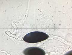 Podospora austrohemisphaerica