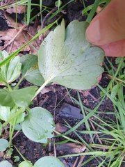 Angiospermae