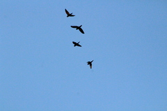 Brotogeris versicolurus