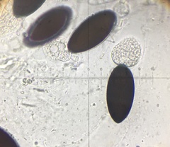 Podospora austrohemisphaerica