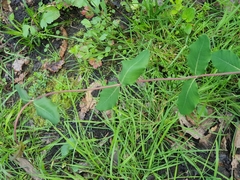 Lonicera