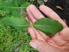 Lonicera