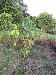 Ficus hartwegii
