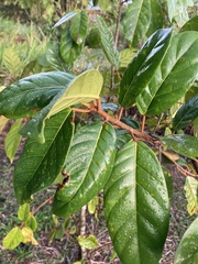 Ficus hartwegii