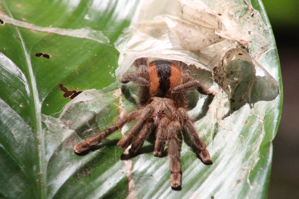 Avicularia hirschii