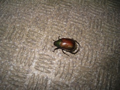 Anomala albopilosa albopilosa