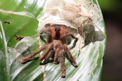 Avicularia hirschii