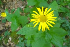 Doronicum austriacum