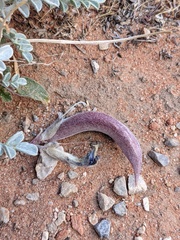 Astragalus amphioxys