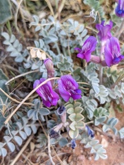 Astragalus amphioxys