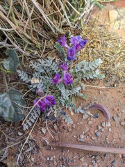 Astragalus amphioxys