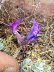 Astragalus amphioxys