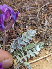 Astragalus amphioxys