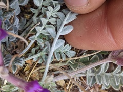 Astragalus amphioxys