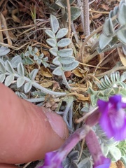 Astragalus amphioxys