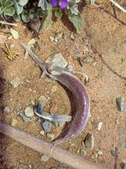 Astragalus amphioxys
