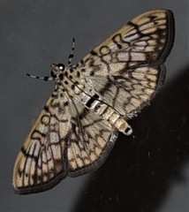 Haritalodes obliqualis