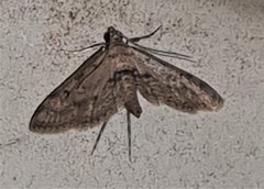 Parapoynx crisonalis