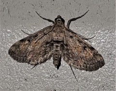 Parapoynx crisonalis