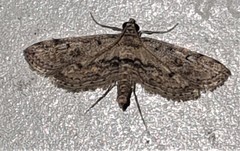 Parapoynx crisonalis