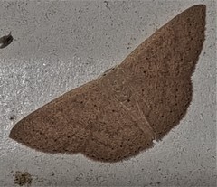 Cyclophora obstataria