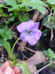Viola riviniana