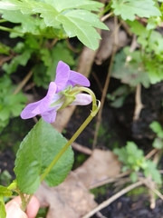Viola riviniana