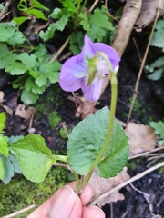 Viola riviniana
