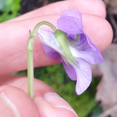 Viola riviniana