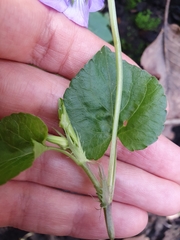 Viola riviniana