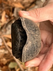 Kinosternon subrubrum