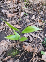Ruscus hypophyllum