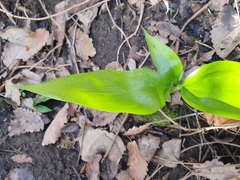 Ruscus hypophyllum