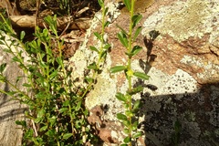 Phyllanthus hirtellus