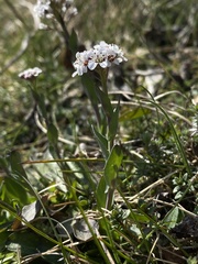 Noccaea caerulescens