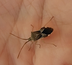 Cletoliturus lituripennis