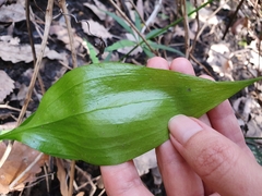 Ruscus hypophyllum