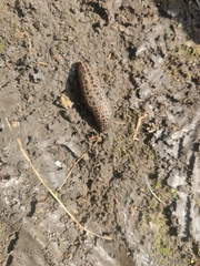Limax maximus