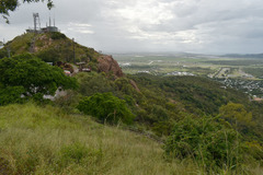 Gmelina philippensis