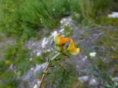 Aspalathus crassisepala