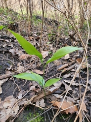 Ruscus hypophyllum