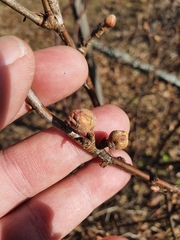 Cecidophyopsis ribis