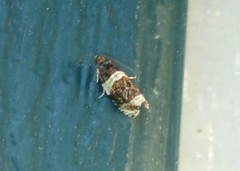 Olethreutes fasciatana