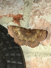 Metarranthis angularia